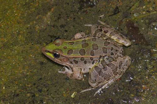 Rio Grande Leopard Frog
