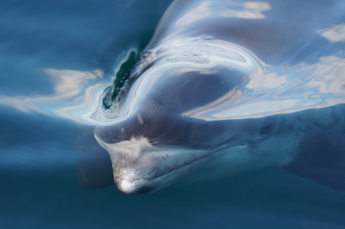 White-beaked Dolphin (Lagenorhynchus albirostris)