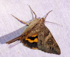 Catocala piatrix
