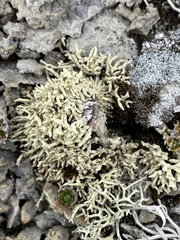 Allocetraria madreporiformis