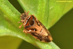 Tettigometridae