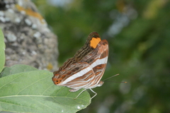 Adelpha fessonia