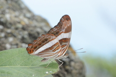 Adelpha fessonia