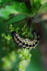Aglais urticae