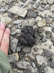 Ovibos moschatus