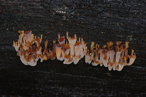 Artomyces austropiperatus image