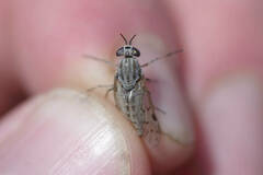 Silvius quadrivittatus