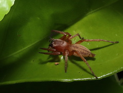 Clubiona robusta