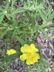 Hibbertia saligna