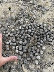 Ovibos moschatus