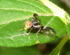 Rhagoletis pomonella