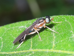 Merosargus caeruleifrons