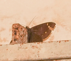 Erebus hieroglyphica