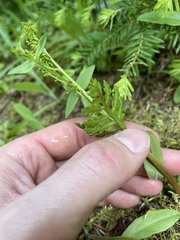 Botrychium pinnatum image