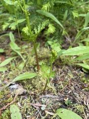 Botrychium pinnatum image