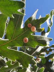 Cynips quercus