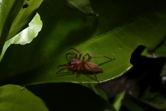 Clubiona robusta
