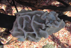 Lithophyllum carpophylli