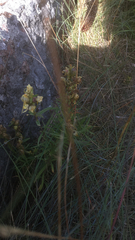 Linaria vulgaris