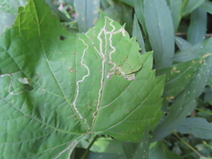 Phyllocnistis vitegenella