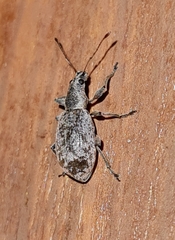 Phyllobius dahli