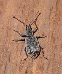 Phyllobius dahli