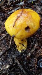 Cortinarius sinapicolor