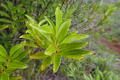 Geniostoma densiflorum