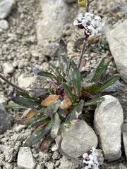 Braya glabella purpurascens