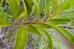 Geniostoma densiflorum