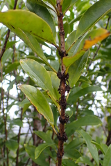 Geniostoma densiflorum