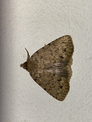 Autophila cataphanes