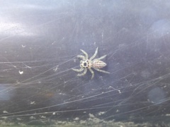 Plexippoides doenitzi