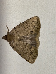 Autophila cataphanes