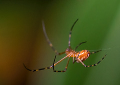 Leucauge granulata