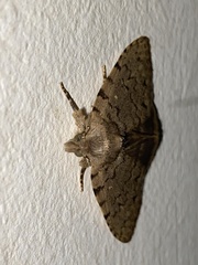 Autophila cataphanes