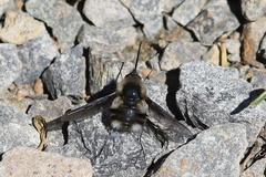 Bombylius facialis