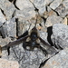 Bombylius facialis - Photo (c) R.J. Adams, algunos derechos reservados (CC BY-NC), subido por R.J. Adams