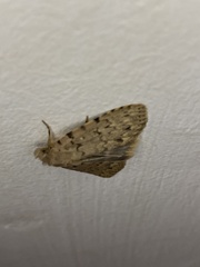 Autophila cataphanes