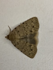 Autophila cataphanes