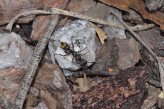 Myrmecia chrysogaster