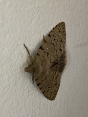 Autophila cataphanes