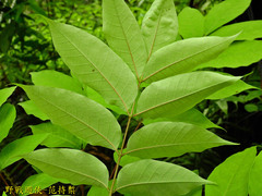 Bretschneidera sinensis