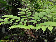 Bretschneidera sinensis