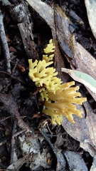 Ramaria lorithamnus