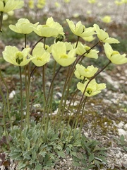 Papaver radicatum