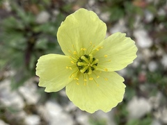 Papaver radicatum