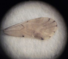 Austropsocus apicipunctatus