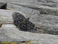 Dichorragia nesimachus formosanus