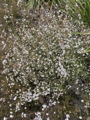 Leucopogon microphyllus